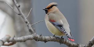 reproducao do japanese waxwing