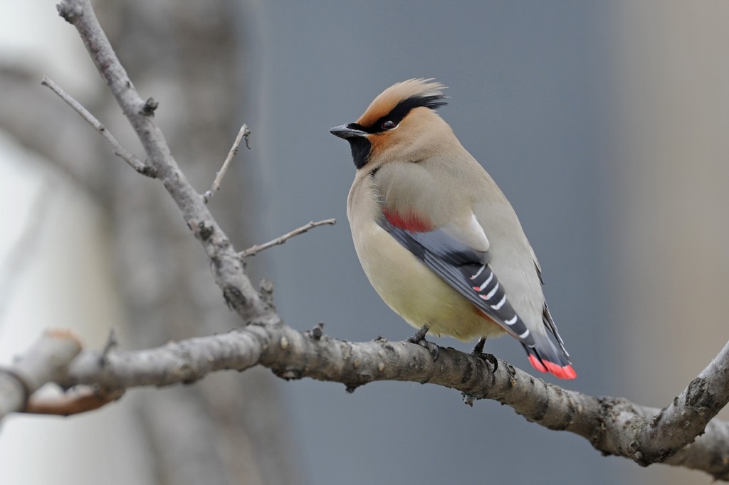 reproducao do japanese waxwing