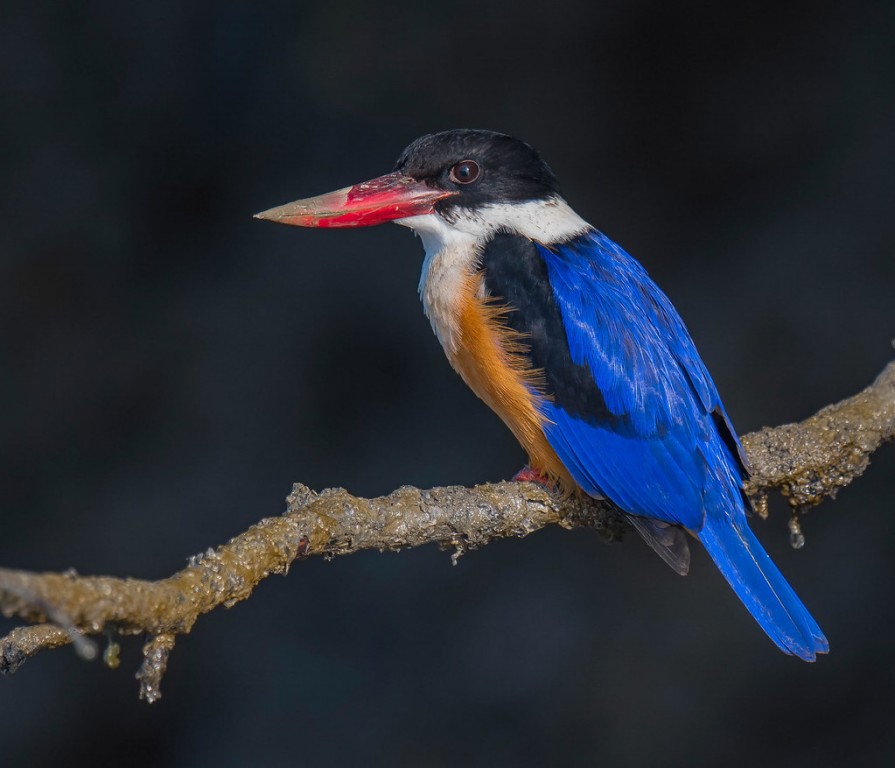 reproducao do martim-pescador-de-cabeca-preta