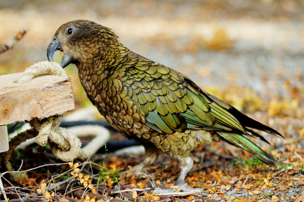 reproducao do papagaio-da-nova-zelandia