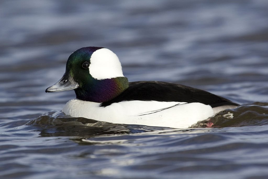 reproducao do pato-de-touca-branca