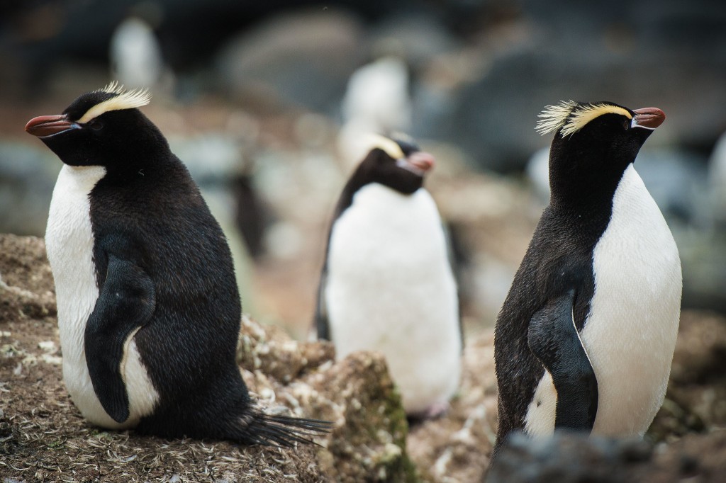 reproducao do pinguim de crista ereta