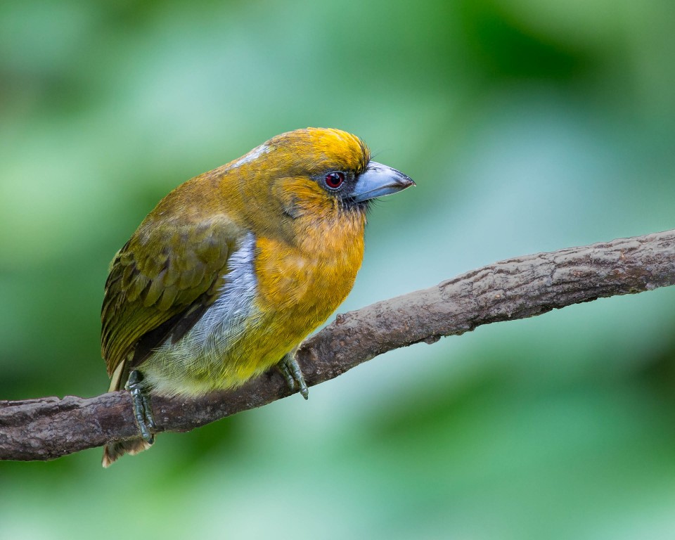 reproducao do prong-billed barbet