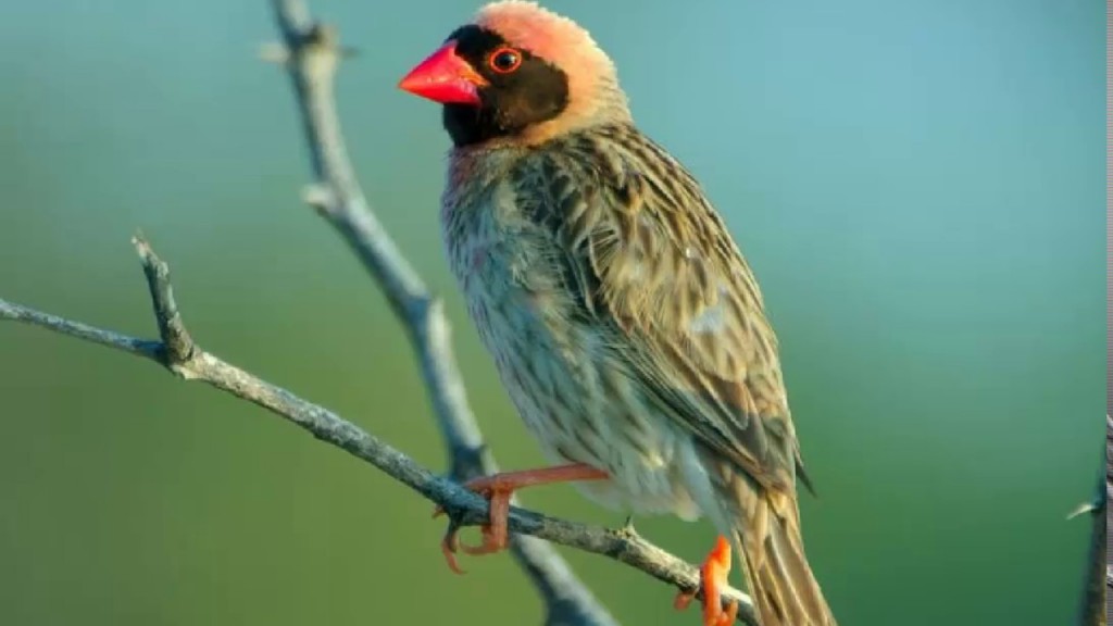 reproducao do quelea-de-bico-vermelho