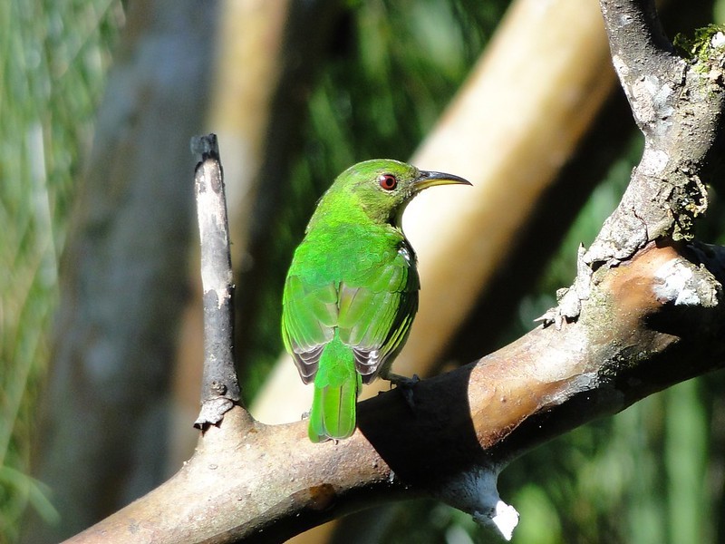 reproducao do sai verde