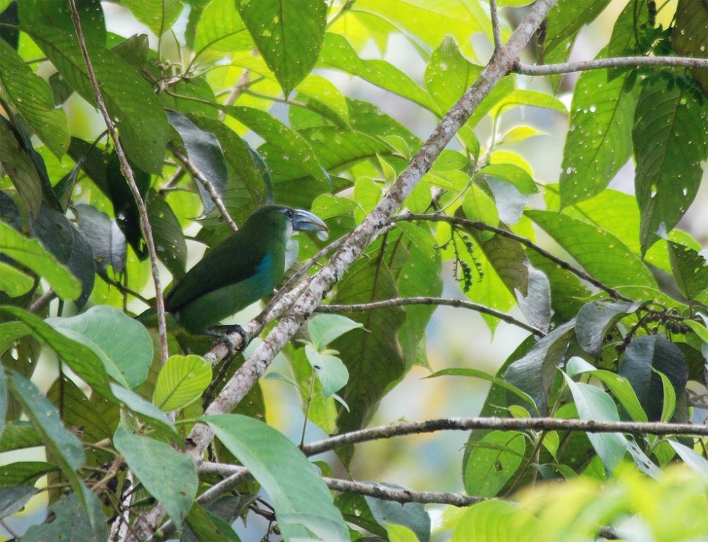 reproducao do tucaninho verde