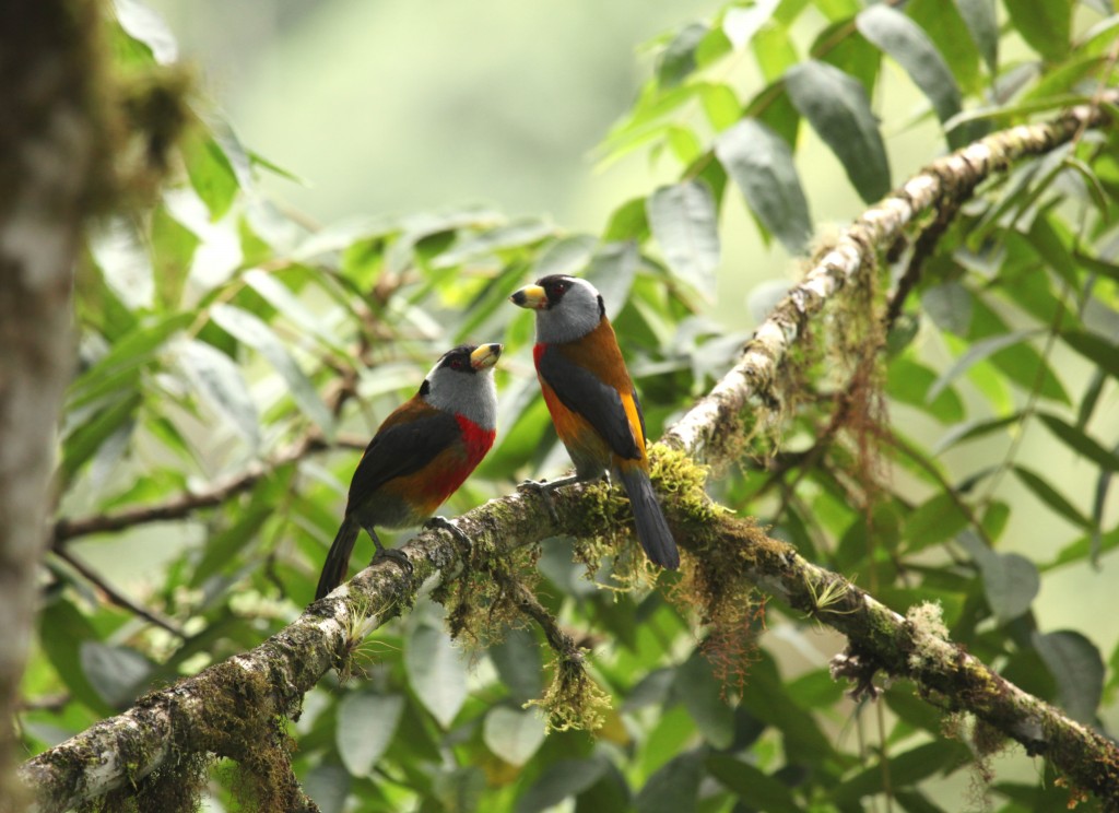 reproducao do tucano barbet