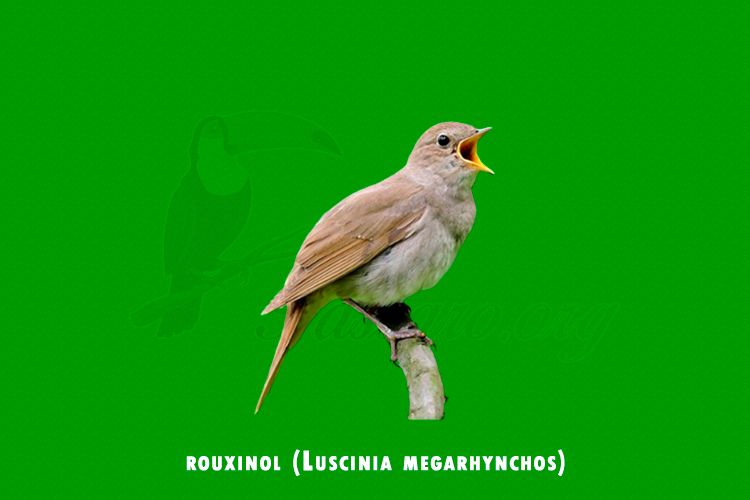 rouxinol ( Luscinia megarhynchos )
