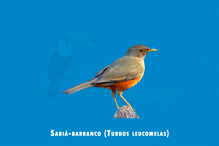 sabia-barranco (turdus leucomelas)
