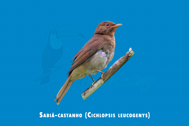 sabia-castanho (cichlopsis leucogenys)