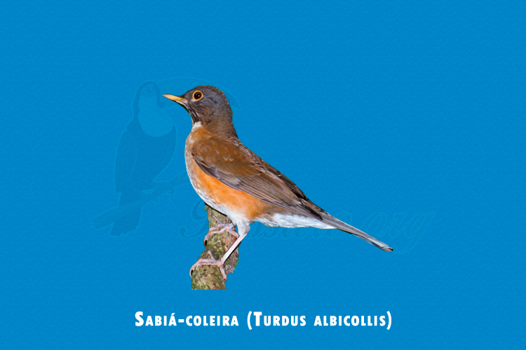 sabia-coleira (turdus albicollis)