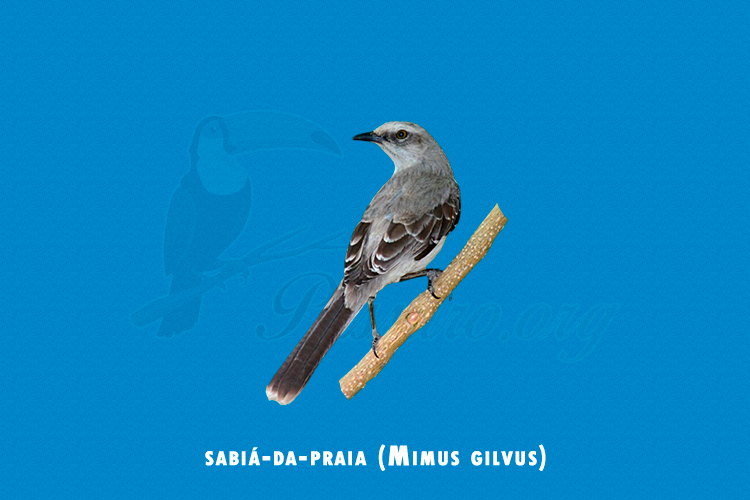 sabia-da-praia (mimus gilvus)