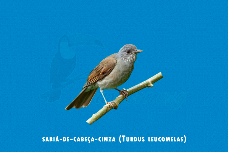 sabia-de-cabeca-cinza (turdus leucomelas)