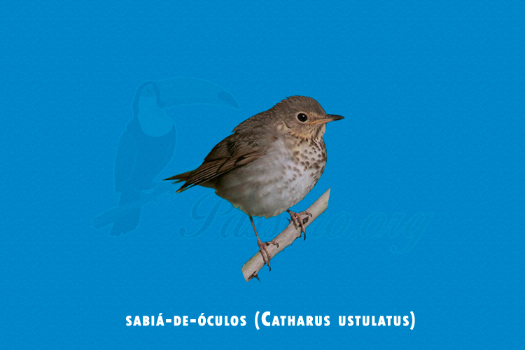 sabia-de-oculos (catharus ustulatus)