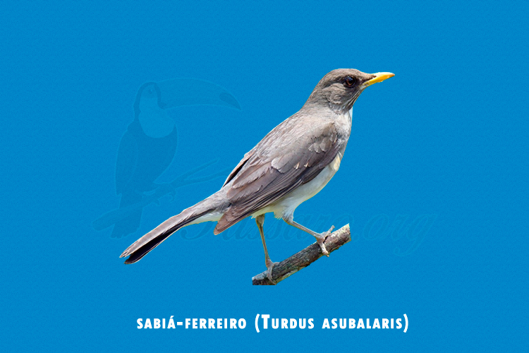 sabia-ferreiro (turdus asubalaris)