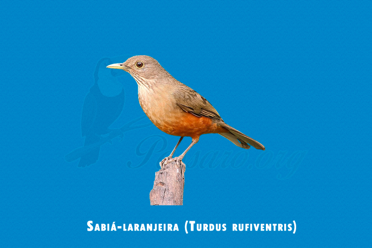 sabia-laranjeira (turdus rufiventris)