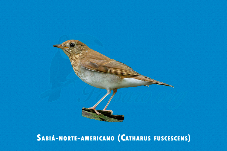 sabia-norte-americano (catharus fuscescens)