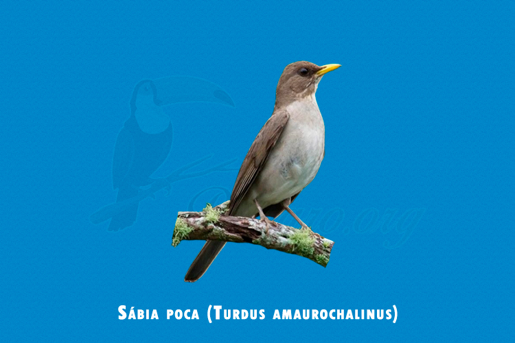 sabia poca (turdus amaurochalinus)