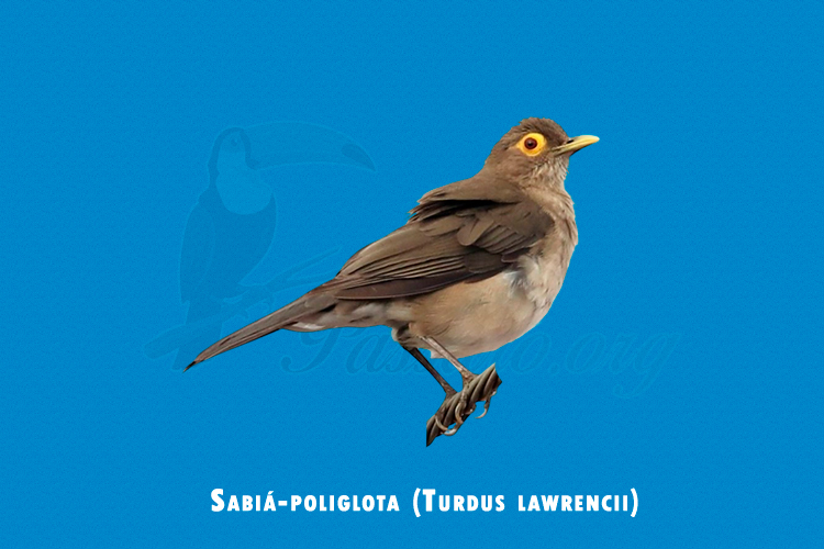sabia-poliglota (turdus lawrencii)