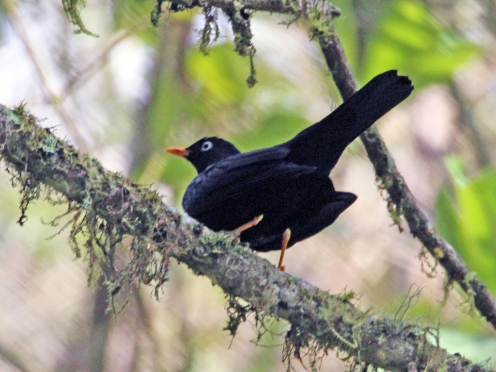  sabia-preto