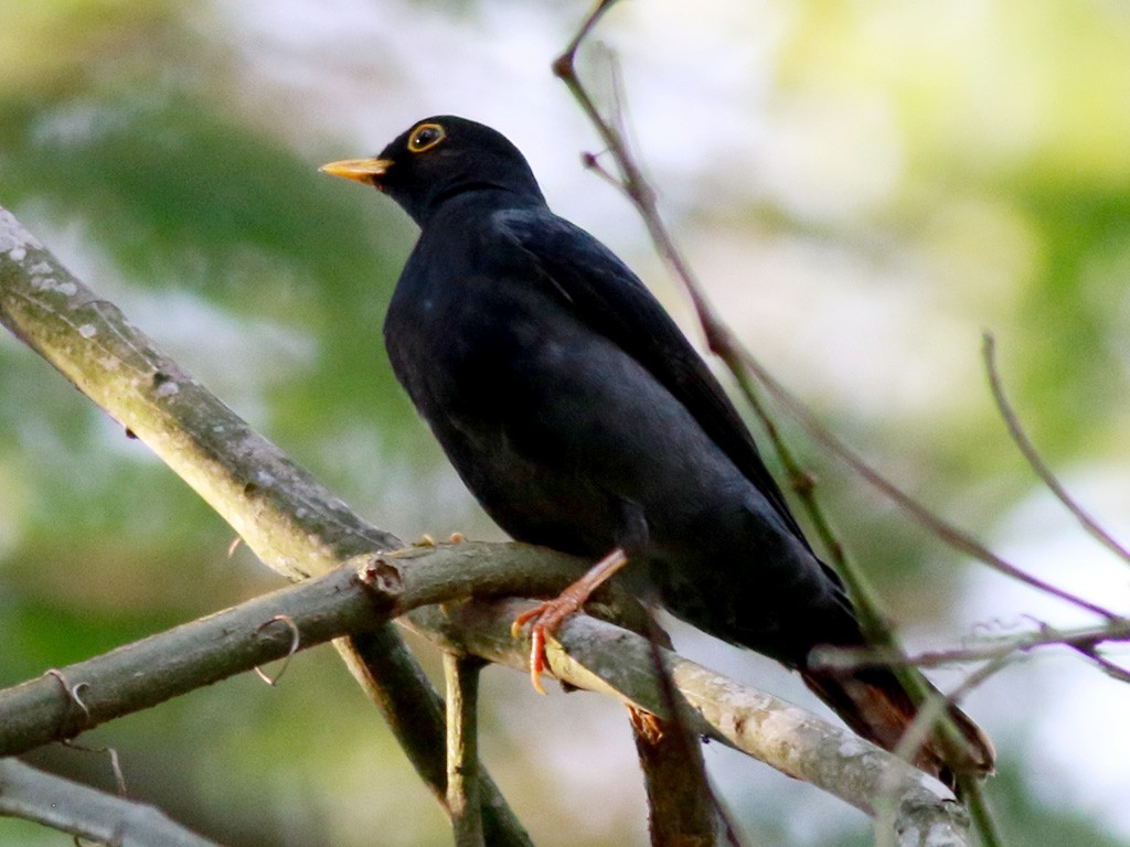 sabia-preto