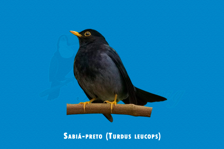 sabia-preto (turdus leucops)