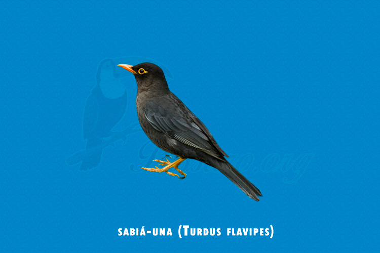 sabia-una (turdus flavipes)