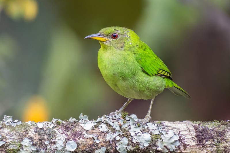 sai verde femea