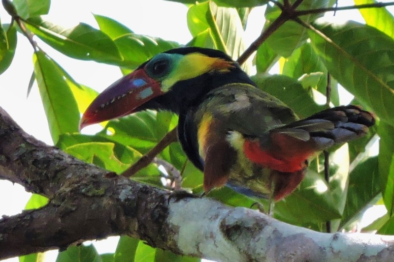 saripoca-de-bico-castanho