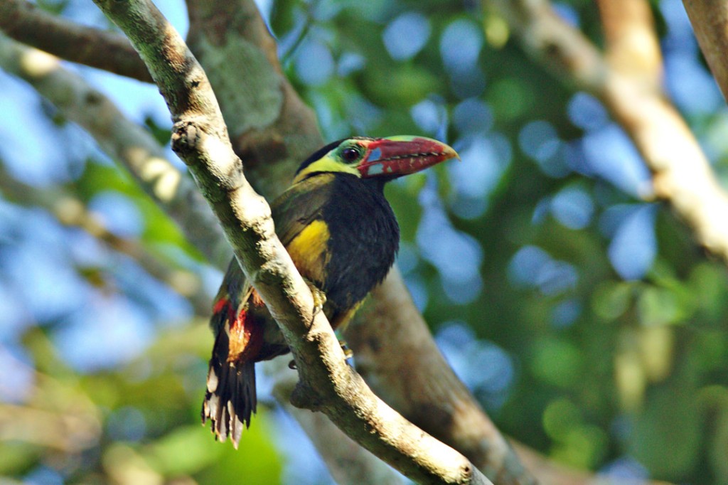 saripoca-de-bico-castanho