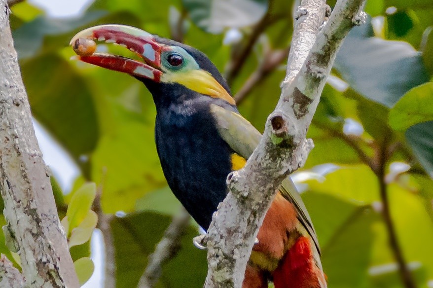 saripoca-de-bico-castanho