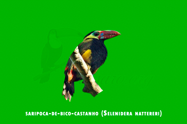 saripoca-de-bico-castanho ( Selenidera nattereri)