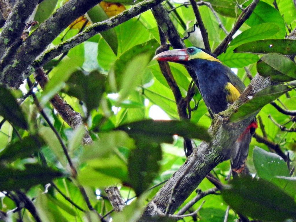 saripoca-de-bico-castanho