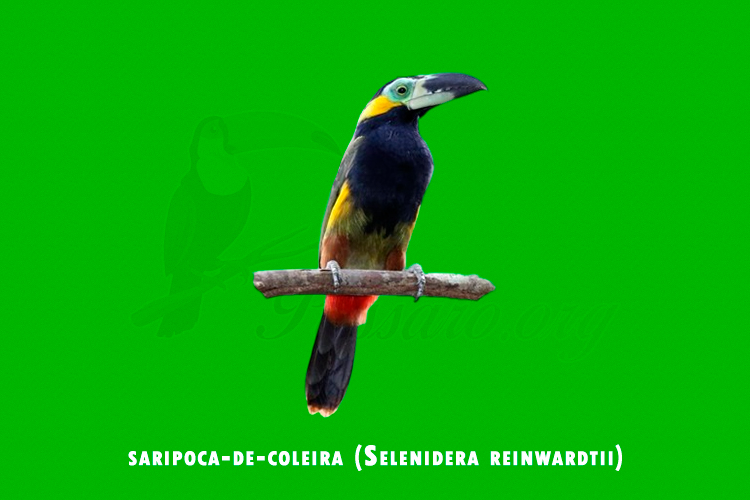 saripoca-de-coleira (Selenidera reinwardtii)