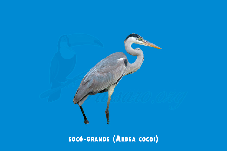 socó-grande (Ardea cocoi)