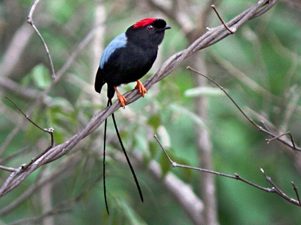 tangara-de- cauda -comprida