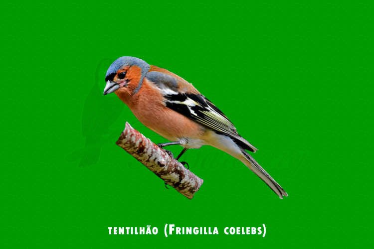 tentilhao (fringilla coelebs)