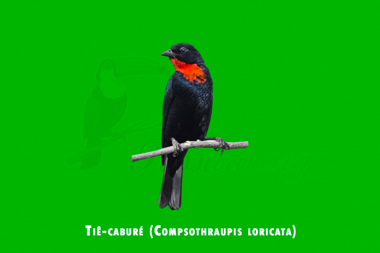 tie-cabure (compsothraupis loricata)