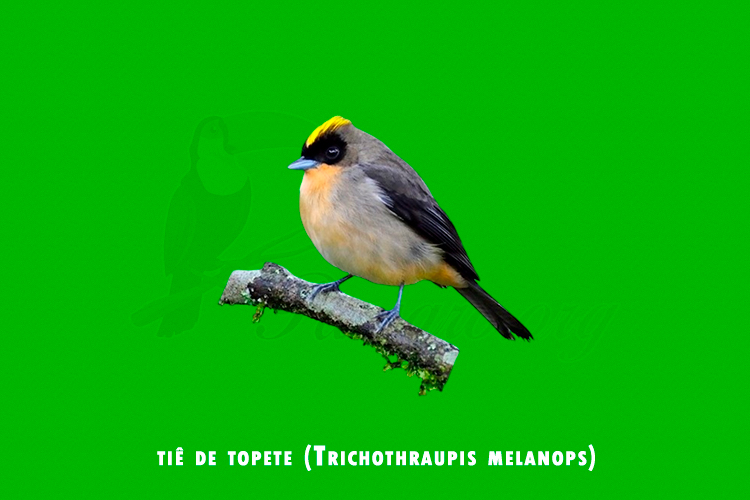 tie de topete (trichothraupis melanops)