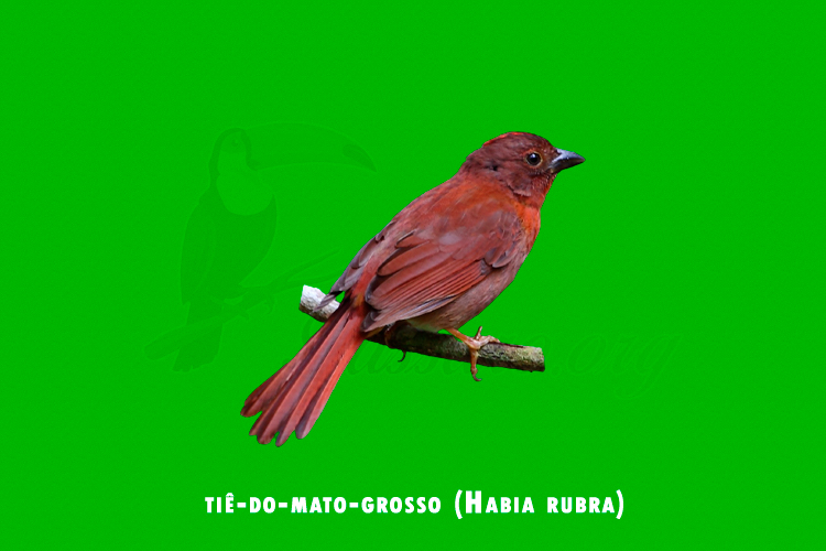 tie-do-mato-grosso (habia rubra)