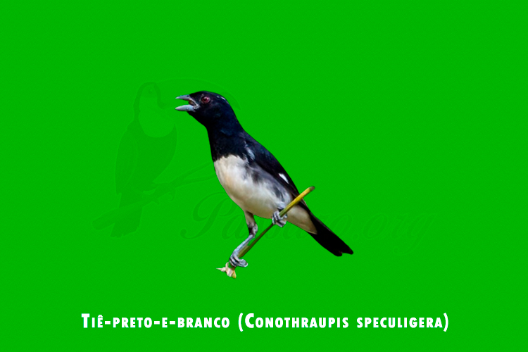 tie-preto-e-branco (conothraupis speculigera)