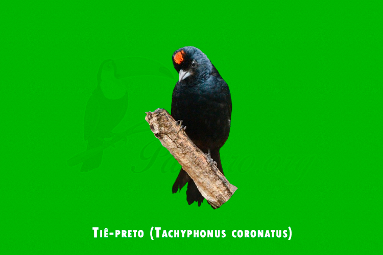 tie-preto (tachyphonus coronatus)