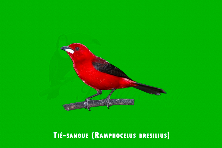 tie-sangue (ramphocelus bresilius)