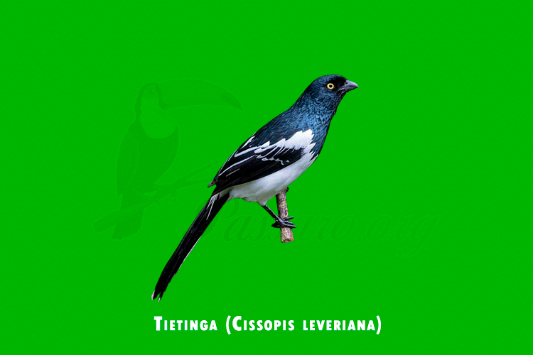 tietinga (cissopis leveriana)