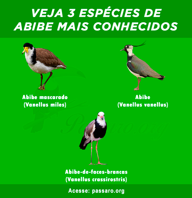 tipos de Abibe mais conhecidos