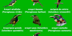 tipos de Aracari mais conhecidos