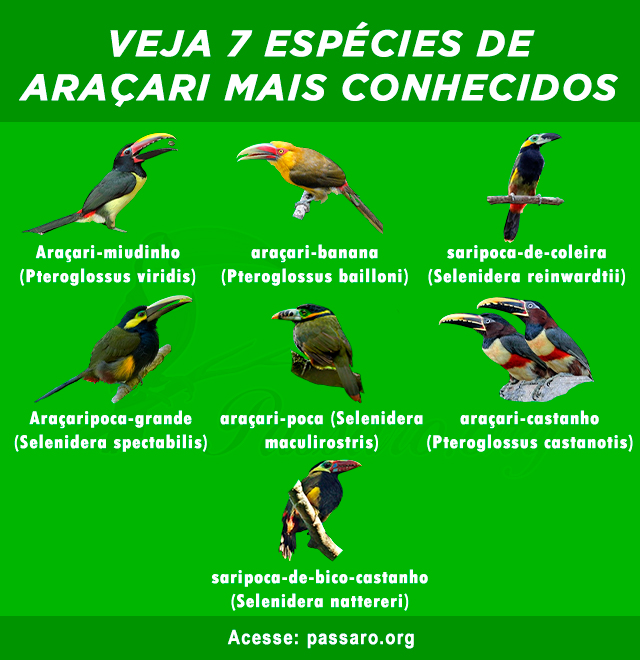 tipos de Aracari mais conhecidos