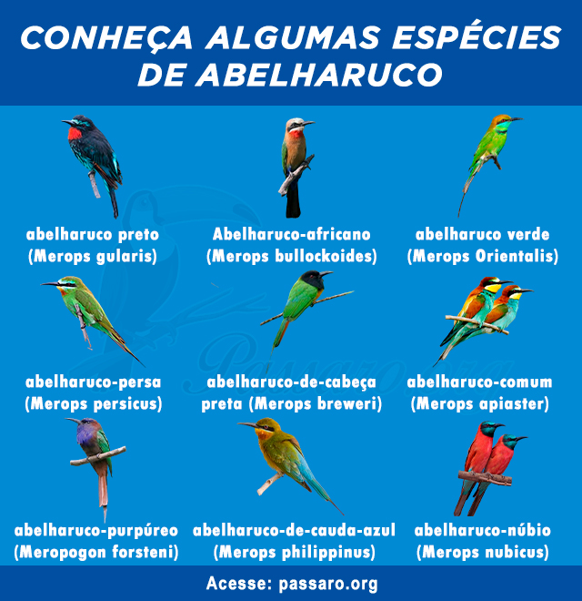 tipos de abelharuco