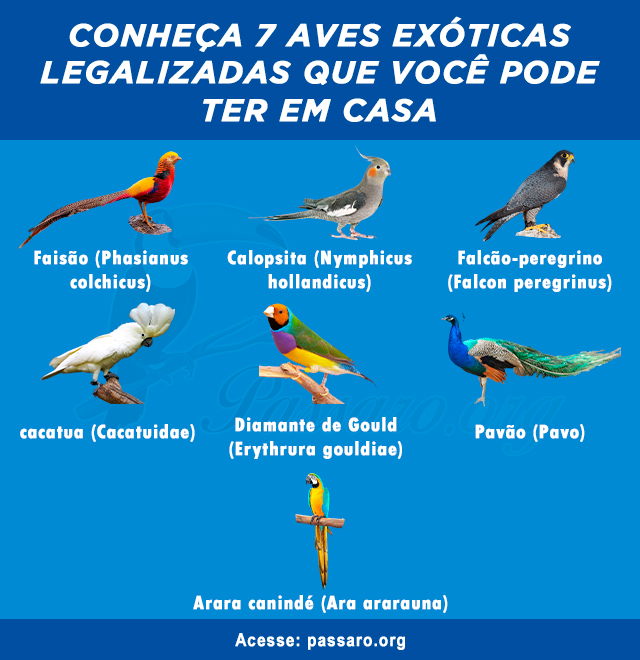 tipos de aves exoticas legalizadas que voce pode ter em casa