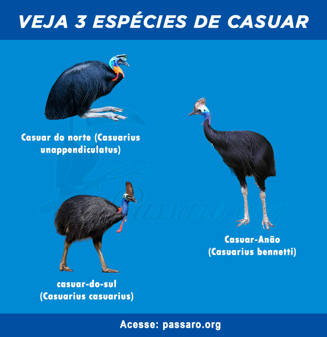 tipos de casuar